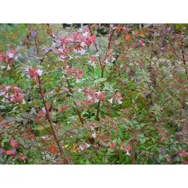 Bestelbaar - Abelia grandiflora