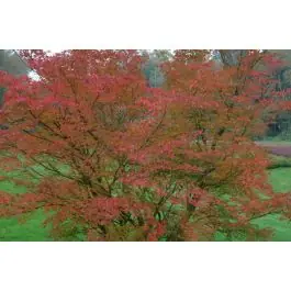Acer palmatum - Deal