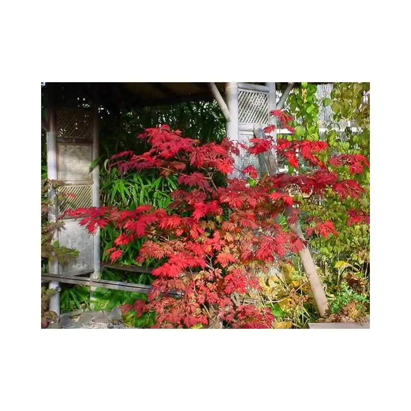 Acer Aconitifolium - Nog maar enkele beschikbaar