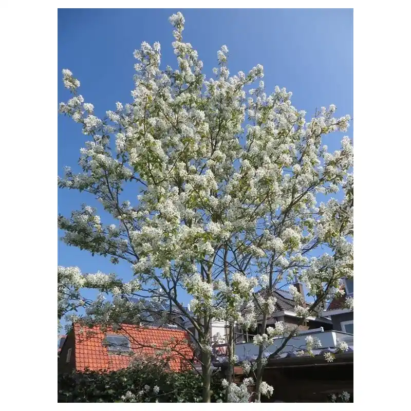 Extra voordeel | Amelanchier Ballerina