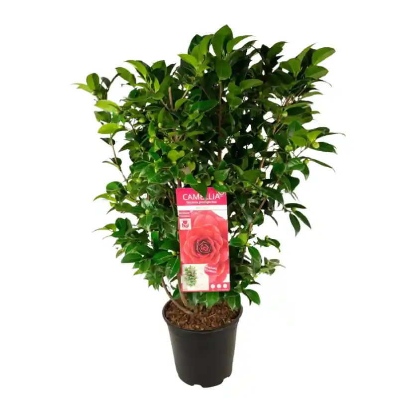 Veilig betalen | Camellia Black Lace