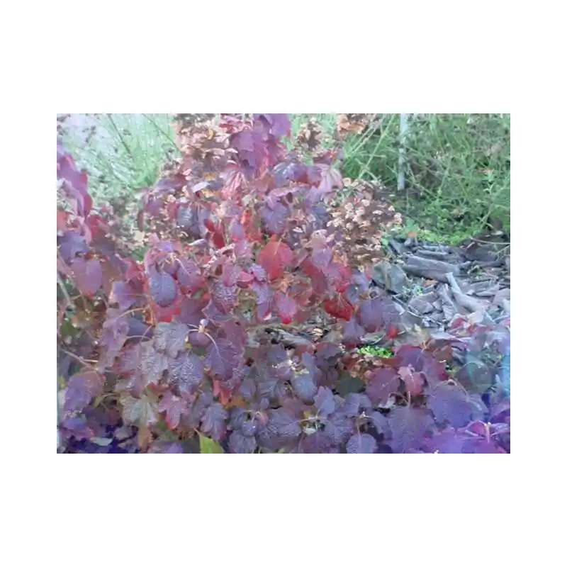 Hydrangea Burgundy | Topprijs