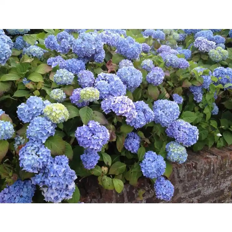 Voeg toe aan winkelwagen - Hydrangea Nikko Blue