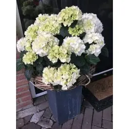 Nieuw in de shop | Hydrangea Snowball