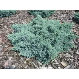 Juniperus Blue Star | Nieuw in het assortiment