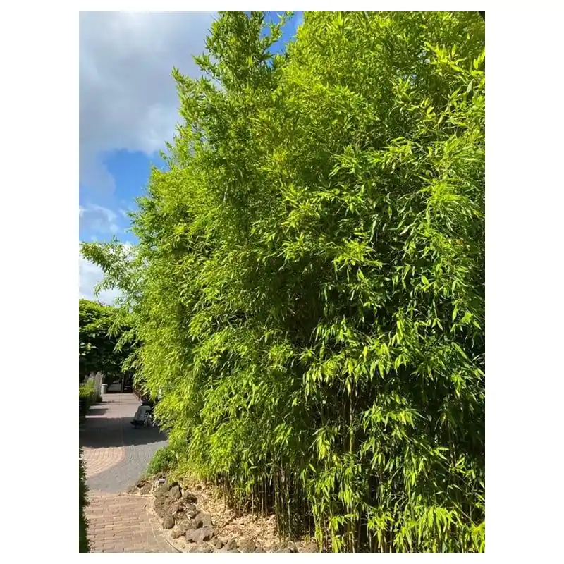 Laatste kans - Phyllostachys aurea