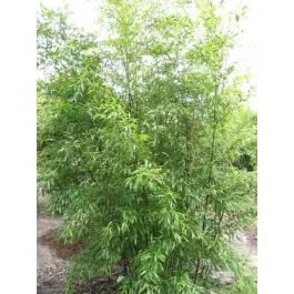 Phyllostachys nigra | Bespaar nu