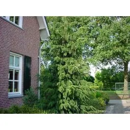 Picea omorika | Nieuw
