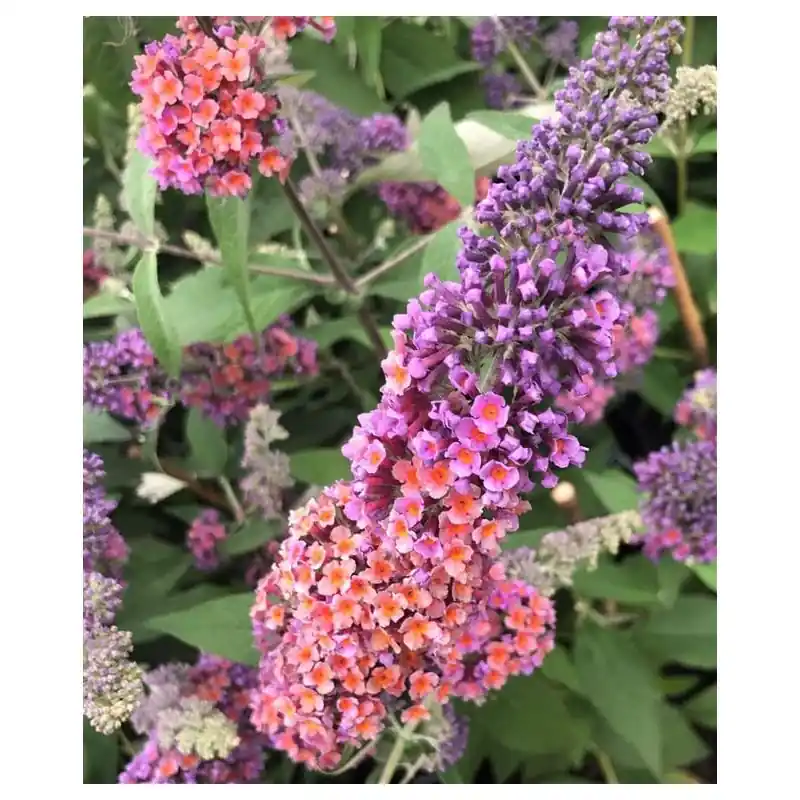 Veilig betalen - Buddleja Flower Power