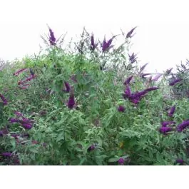 Topkwaliteit | Buddleja African Queen