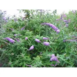 Koop vandaag | Buddleja Orchid Beauty
