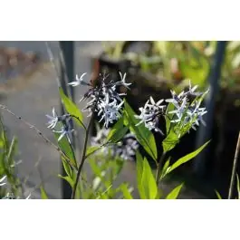 Veel voordeel | Amsonia Blue Ice