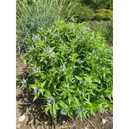 Snelle levering | Amsonia tabernaemontana salicifolia