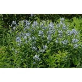 Amsonia tabernaemontana | Nog maar een paar beschikbaar