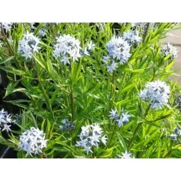Amsonia ciliata - Favoriet van klanten