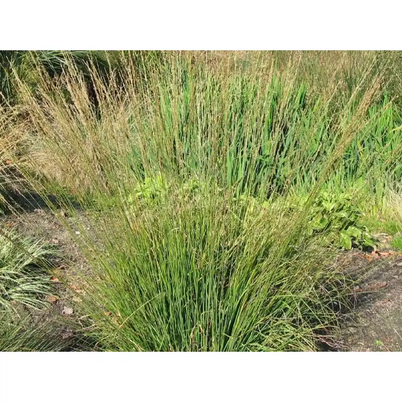 Alleen deze week - Molinia Heidebraut