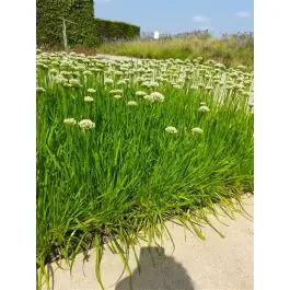 Allium senescens | Premium