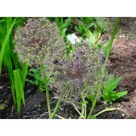 Allium christophii | Scherpe prijs