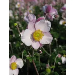Nieuw in de shop | Anemone Robustissima