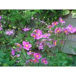 Nu kopen | Anemone Splendens