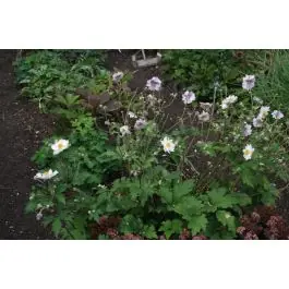 Prijs verlaagd - Anemone Dreaming Swan