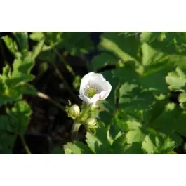 Klantfavoriet - Anemone leveillei
