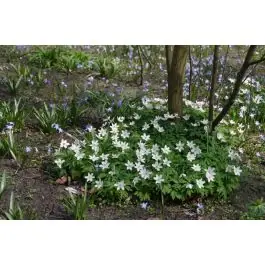 Premium - Anemone sylvestris