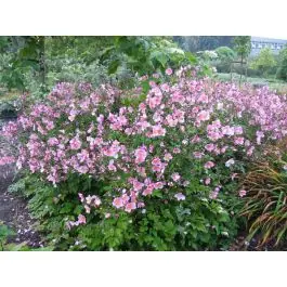 Professionele kwaliteit - Anemone Elegans