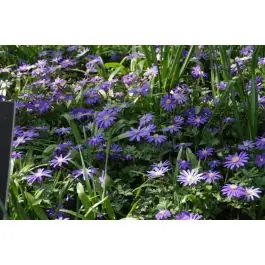 Anemone Blue Shades | Outlet