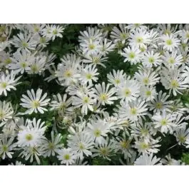 Aanbieding - Anemone White Splendour