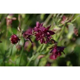 Aquilegia Ruby Port - biologisch | Net gelanceerd