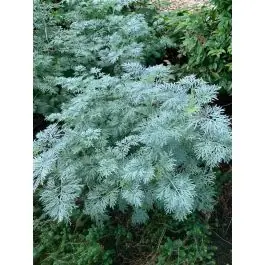 Nu beschikbaar | Artemisia Powis Castle