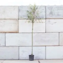 Zeer goed beoordeeld - Malus Benoni - leiboom hoogstam