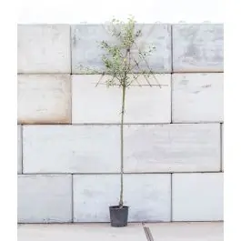 Zolang de voorraad strekt - Malus Cox‘s Orange Pippin - leiboom hoogstam