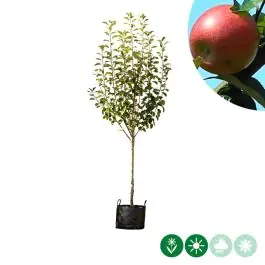 Bijna uitverkocht | Malus Benoni - halfstam