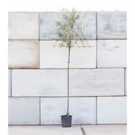 Malus Elstar - leiboom hoogstam | Nieuw in de shop