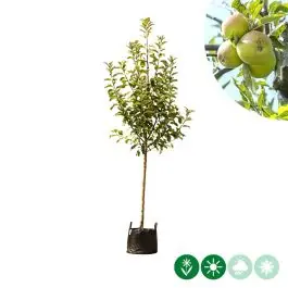 Professionele kwaliteit - Malus Elstar - halfstam