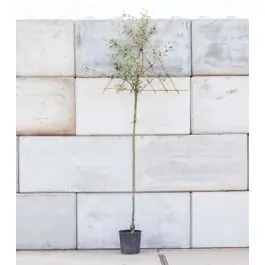 Malus Golden Delicious - leiboom hoogstam | Speciale deal