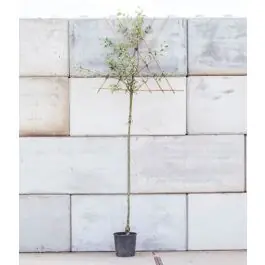 Topproduct - Malus Jonagold - leiboom hoogstam