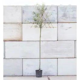 Malus Schone van Boskoop - leiboom hoogstam | Aanrader