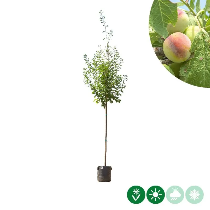 Erg populair | Prunus Opal - hoogstam