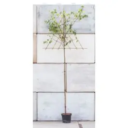 Korting | Prunus Claude D‘Althan - leiboom hoogstam