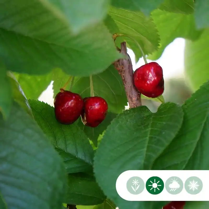 Populair bij klanten | Prunus Stella - hoogstam