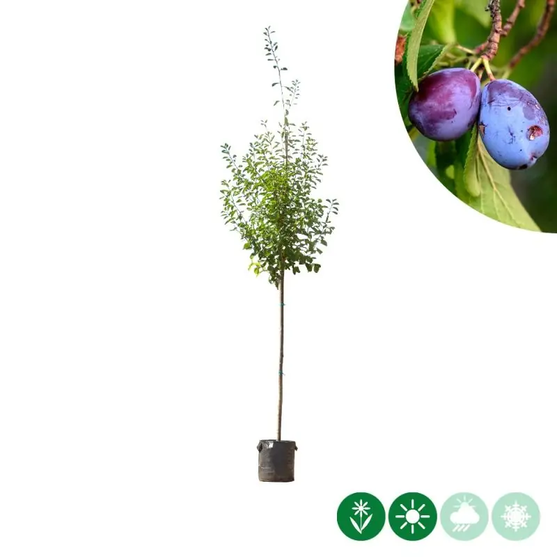 Superprijs - Prunus Victoria - hoogstam
