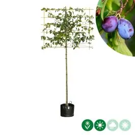 Favoriet van klanten - Prunus Victoria - leiboom
