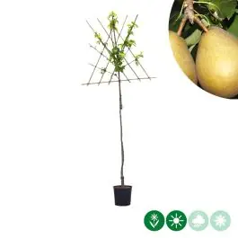 Topprijs - Pyrus Beurré Hardy - leiboom hoogstam