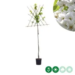 Tijdelijk aanbod - Pyrus Clapp‘s Favourite - leiboom hoogstam