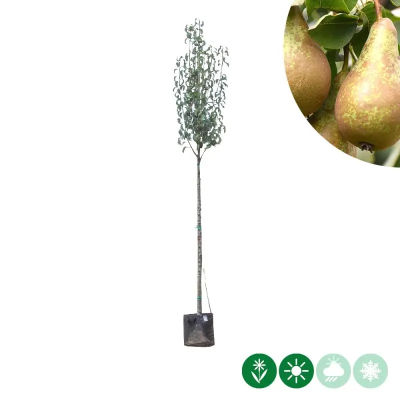 Snelle levering | Pyrus Conference - hoogstam