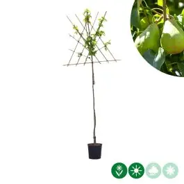 Pyrus Doyenne du Comice - leiboom hoogstam - Bestel nu