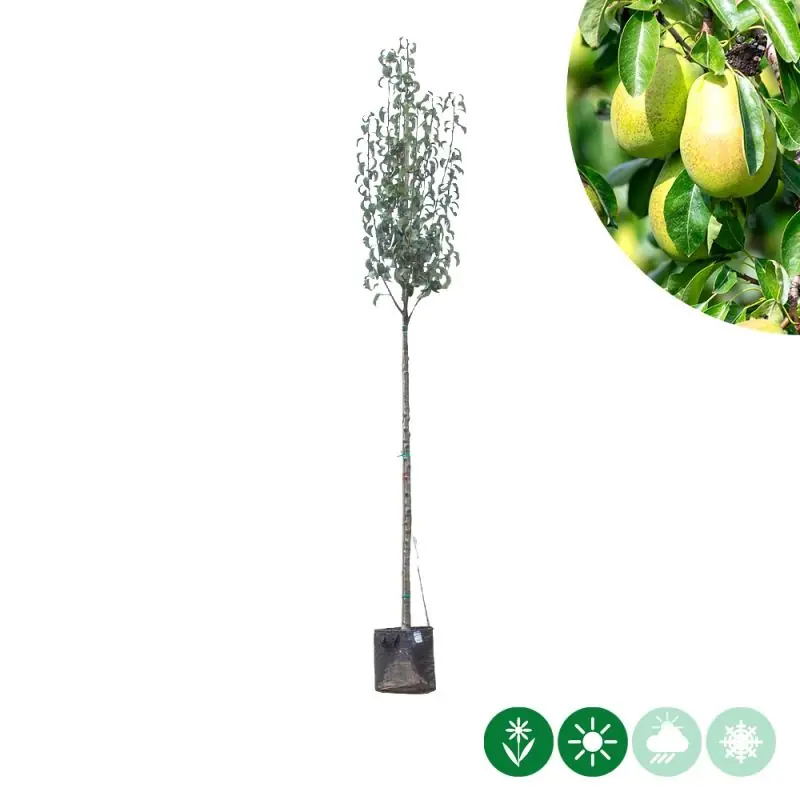 Speciale aanbieding - Pyrus Gieser Wildeman - hoogstam